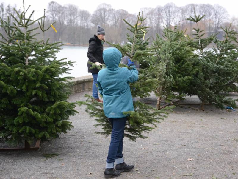 Ein Junge und eine Frau an einem Weihnachtsbaumverkaufsstand, im Hintergrund der Maschsee.